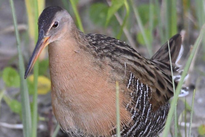 Central Florida Half-Day Birding at Three Lakes WMA & Joe Overstreet Landing photo 3