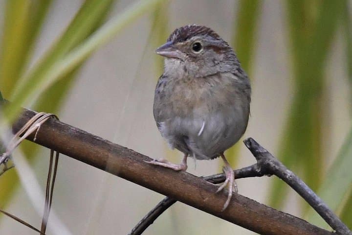 Central Florida Half-Day Birding at Three Lakes WMA & Joe Overstreet Landing photo 4