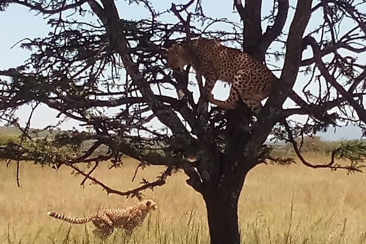 4-Day Safari from Nairobi: Hell's Gate Biking, Lake Naivasha & Maasai Mara Game Drives photo 2