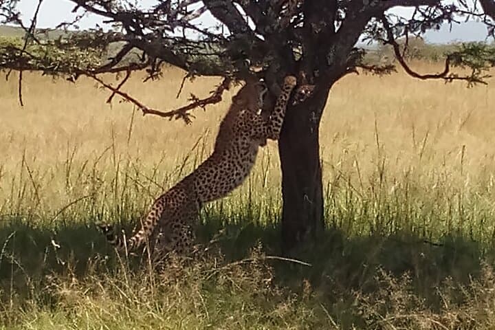 5-Day Aberdare, Lake Nakuru & Maasai Mara Safari — Flamingos, Big Five & Sunrise Game Drives photo 2