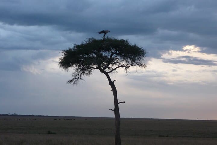 3-Day Maasai Mara Safari: Big Five Game Drives from Nairobi photo 2