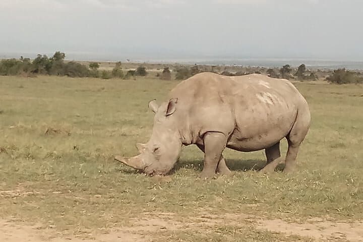Close Encounters: 1-Day Safari to Ol Pejeta Conservancy from Nairobi photo 2