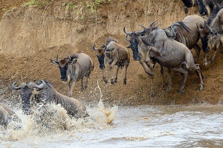 Chasing the Great Migration: 8-Day Serengeti Safari from Arusha photo 5