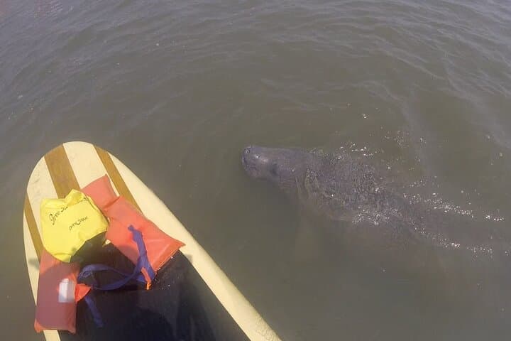 St. Augustine SUP Adventure: Paddle with Dolphins, Manatees & Sea Turtles photo 3