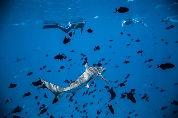 Full-Day Bora Bora Lagoon Cruise: Snorkel with Sharks & Stingrays photo 5