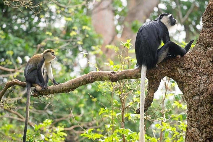 Boabeng-Fiema Monkey Sanctuary: 4-Day Cultural and Village Stay in Ghana photo 4