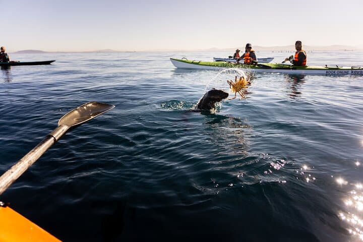 Kayak the Table Mountain Marine Reserve: Three Anchor Bay Coastal Paddle photo 5