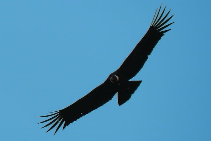 Close Encounters with Andean Condors at Antisana Volcano photo 3