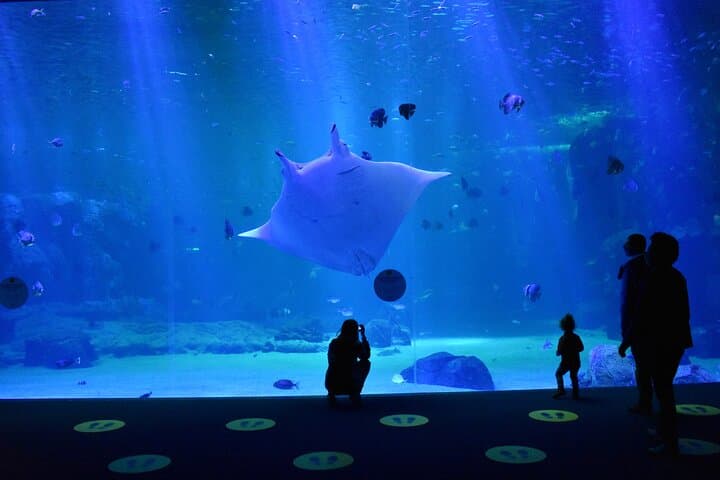 Nausicaá Aquarium Entrance Ticket — Explore Europe’s Largest Marine Centre in Boulogne-sur-Mer photo 6