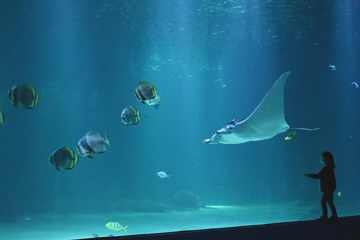 Nausicaá Aquarium Entrance Ticket — Explore Europe’s Largest Marine Centre in Boulogne-sur-Mer photo 5
