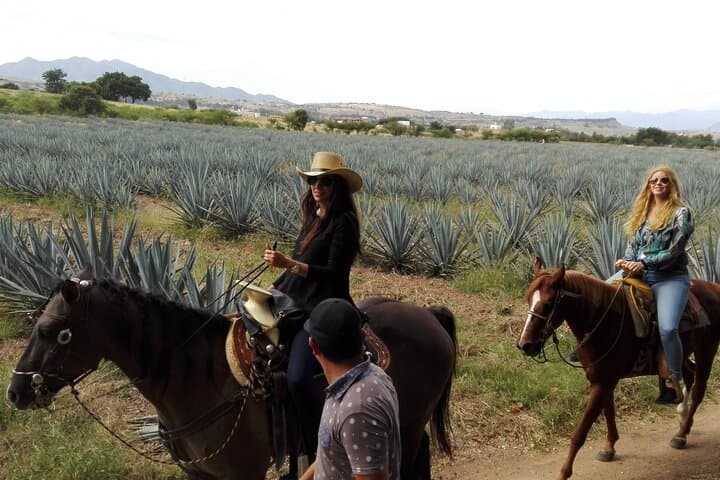Horseback Through the Agave Fields: Tequila Route Ride with Tasting & Lunch photo 3