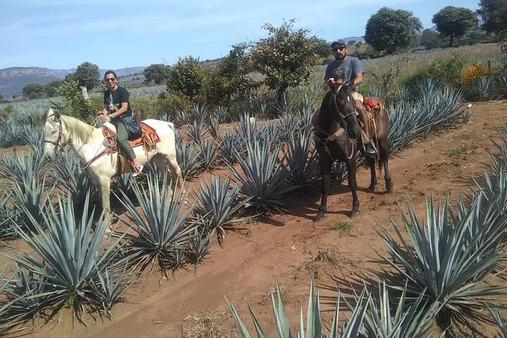 Horseback Through the Agave Fields: Tequila Route Ride with Tasting & Lunch photo 5
