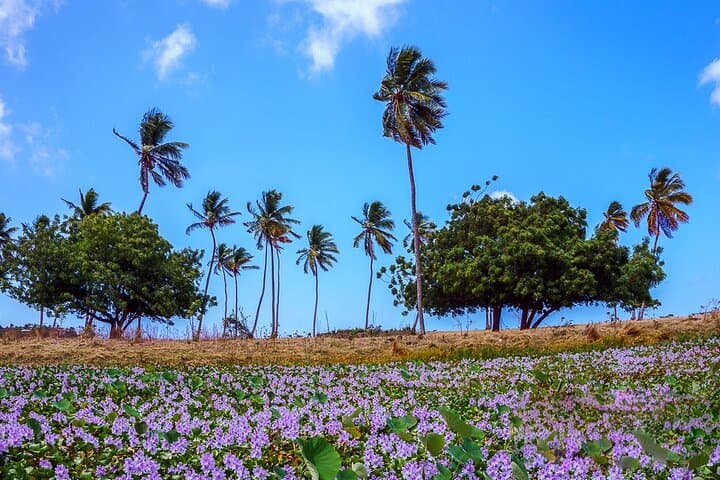 Cades Reef Snorkel Cruise from St. John's — Antigua's Top Snorkel & Beach Lunch photo 6