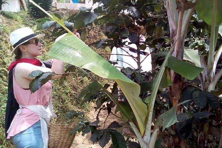Medellín Coffee Tour: Full-Day Farm Experience in Antioquia photo 4