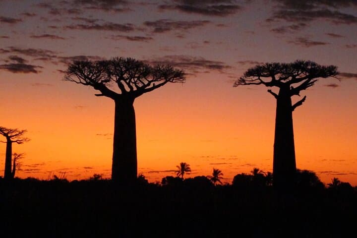 Private 9-Day Madagascar: Morondava Baobabs & Andasibe Lemurs Tour photo 2