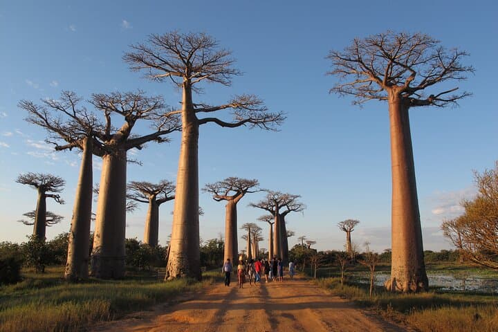 Private 9-Day Madagascar: Morondava Baobabs & Andasibe Lemurs Tour