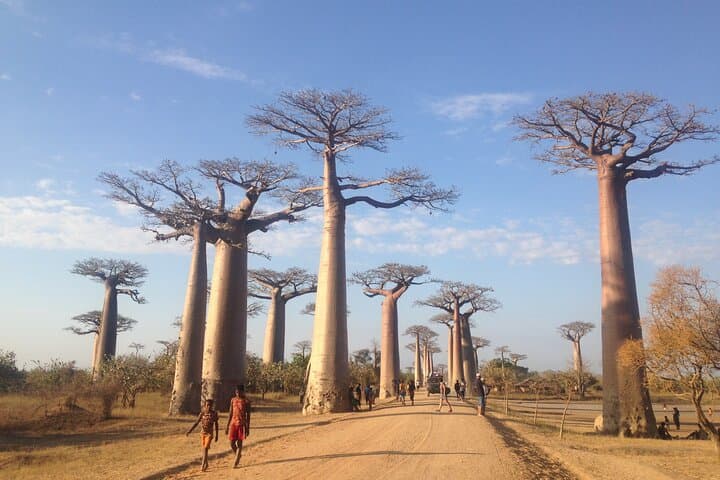 Madagascar Baobabs and Lemurs: 7-Day Wildlife & Coastal Adventure photo 2