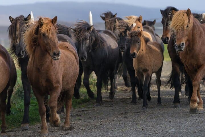 South Coast of Iceland Private Day Tour — Waterfalls, Black Sand & Glacier Hike photo 6