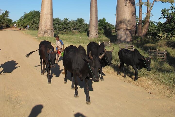 Private 9-Day Madagascar: Morondava Baobabs & Andasibe Lemurs Tour photo 4