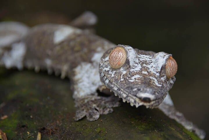 Private 9-Day Madagascar: Morondava Baobabs & Andasibe Lemurs Tour photo 5