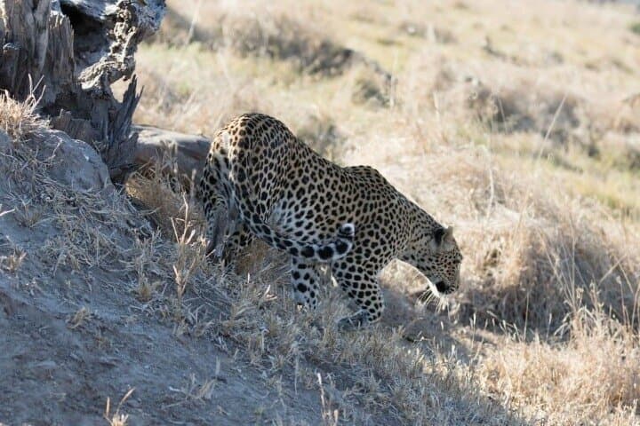 Full-Day Chobe National Park Safari & Chobe River Boat Cruise from Kasane photo 1