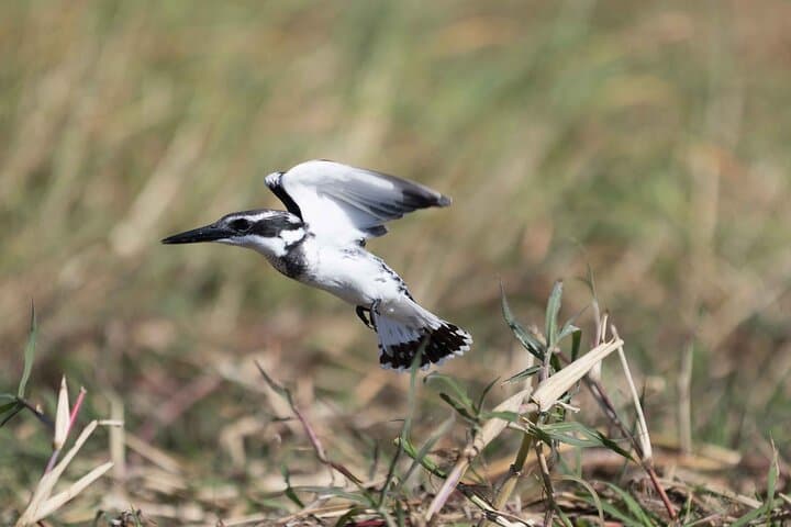 Full-Day Chobe National Park Safari & Chobe River Boat Cruise from Kasane photo 2