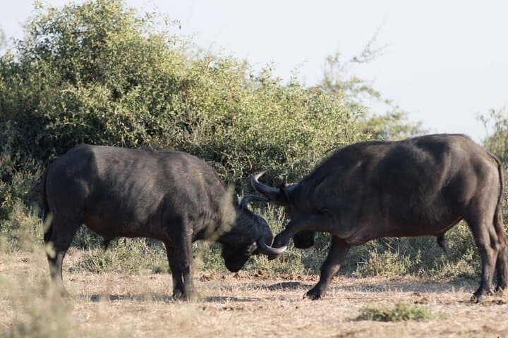 Full-Day Chobe National Park Safari & Chobe River Boat Cruise from Kasane photo 3
