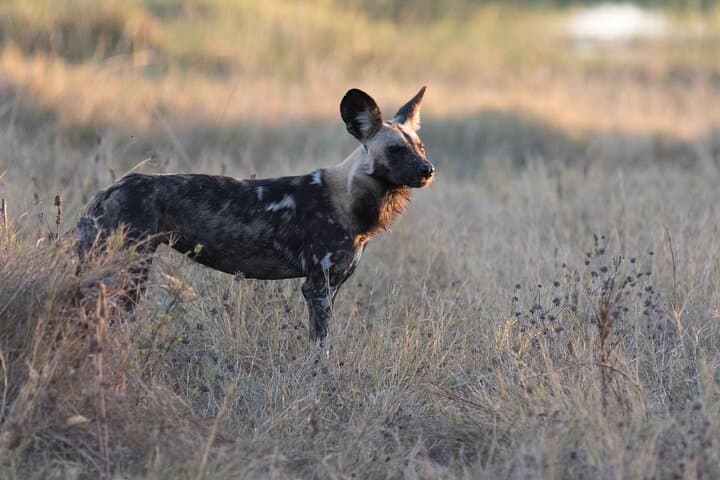 Full-Day Chobe National Park Safari & Chobe River Boat Cruise from Kasane photo 4