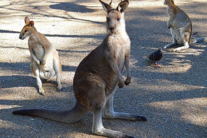 Blue Mountains Sunset Tour from Sydney: Private Kangaroo & Koala Encounters photo 3