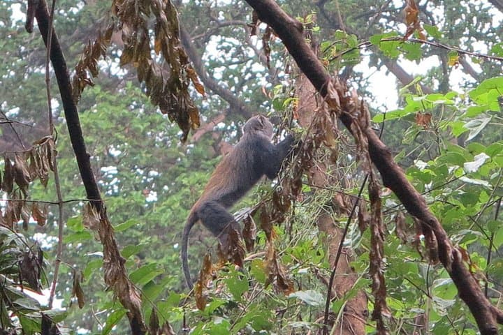 Rau Forest Bike Tour: Cycle Rice Fields, Colobus Monkeys & Kilimanjaro Views photo 3