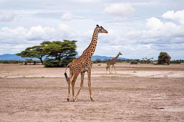 West Kilimanjaro Cycling Adventures: Bike, Camp & Wildlife Near Mount Kilimanjaro photo 6