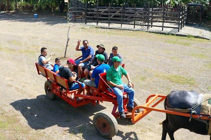 Quepos Eco Farm Tour & Water Buffalos — Palm Plantations, Wagon Rides, and Sustainable Farming photo 3