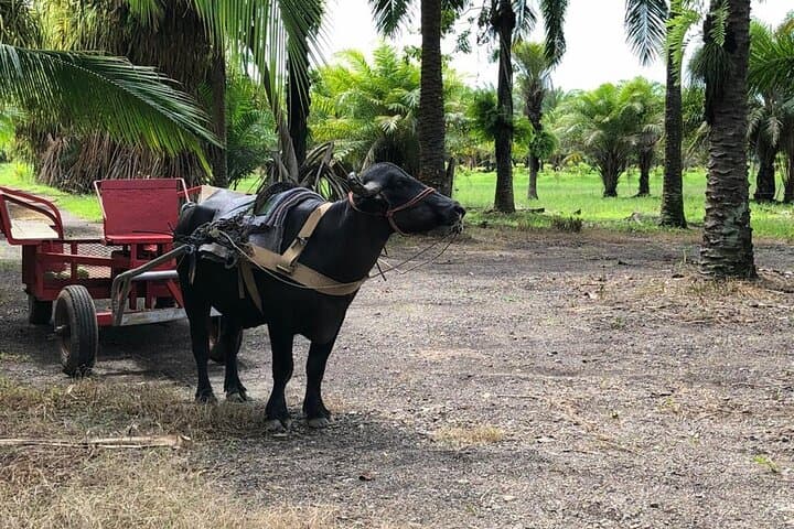 Quepos Eco Farm Tour & Water Buffalos — Palm Plantations, Wagon Rides, and Sustainable Farming photo 6
