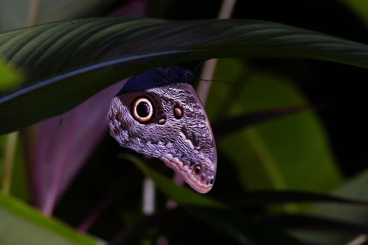 Mangrove Night Tour Isla Damas — Quepos Nocturnal Wildlife Kayak & Walk photo 4