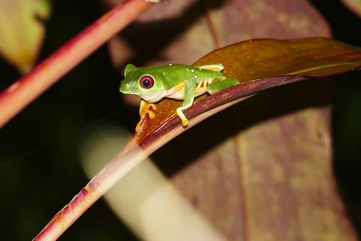 Mangrove Night Tour Isla Damas — Quepos Nocturnal Wildlife Kayak & Walk photo 3