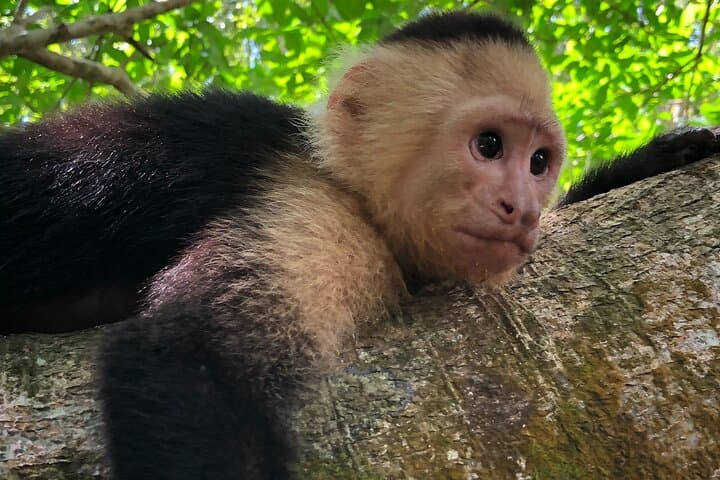 Mangrove Walk: Quepos Monkey & Mangrove Hike in Costa Rica photo 4