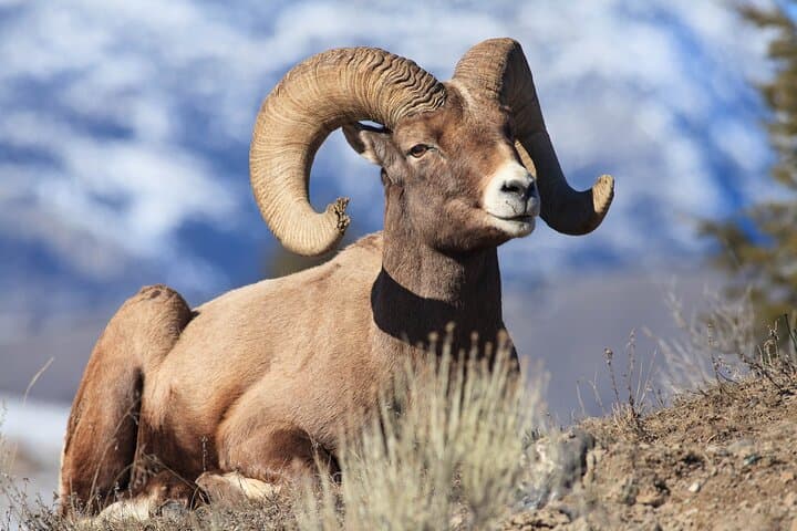 Exploring Yellowstone’s Wildlife: A Full-Day Safari through Lamar Valley photo 2