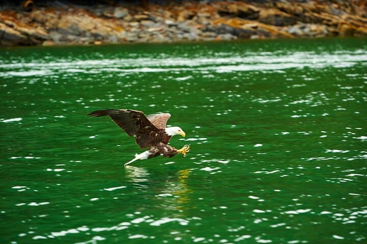 Ketchikan Hovercraft Eco Adventure — Beach Landings & Wildlife Viewing photo 4