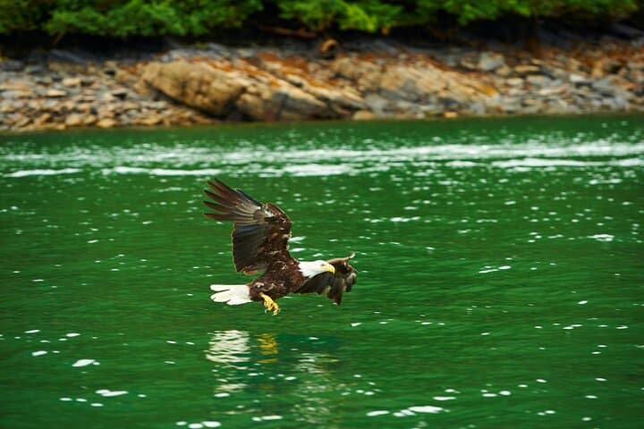 Ketchikan Hovercraft Eco Adventure — Beach Landings & Wildlife Viewing photo 3