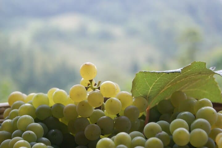 Explore Prosecco Village & Štanjel: Karst Wine Tour from Trieste photo 5