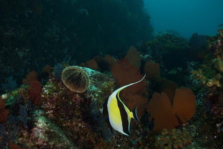 Two-Tank Guided Scuba at Santa Maria & Chileno Bay — Cabo San Lucas photo 4
