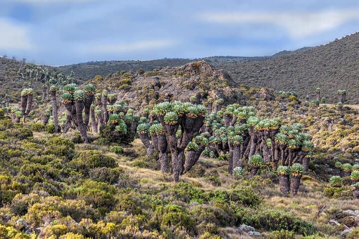 8-Day Lemosho Route Kilimanjaro Summit Trek: Complete Guide