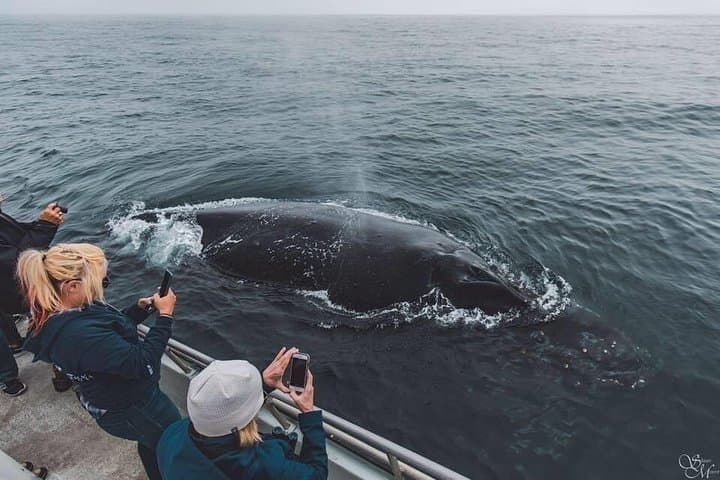 Monterey Bay Afternoon Whale Watch — Small-Boat Marine Life Cruise photo 1