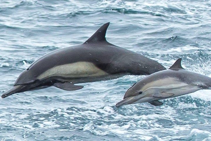 Monterey Bay Afternoon Whale Watch — Small-Boat Marine Life Cruise photo 2