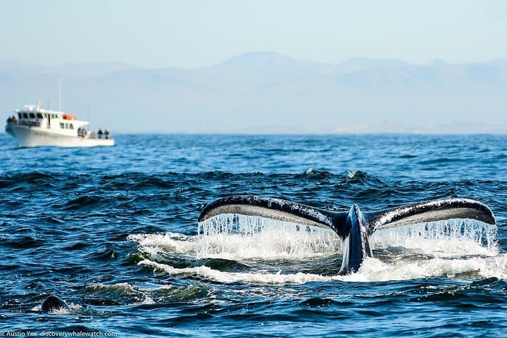 Monterey Bay Afternoon Whale Watch — Small-Boat Marine Life Cruise photo 3