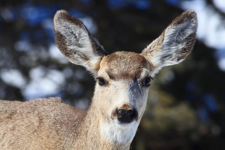 Exploring Yellowstone on Snowshoes: A Private Winter Safari from Bozeman photo 5