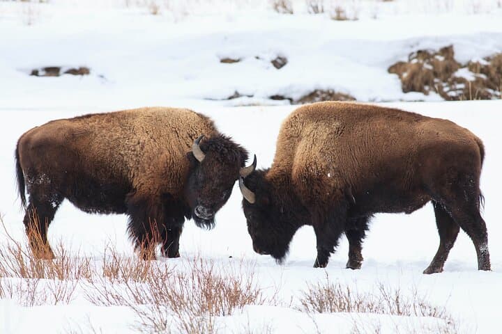 Exploring Yellowstone on Snowshoes: A Private Winter Safari from Bozeman photo 6