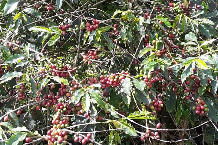 Blue Mountain Tour from Ocho Rios — 4,000‑Foot Scenic Drive & Coffee Country photo 3