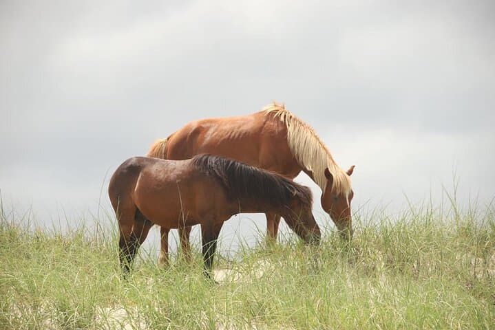 Outer Banks Wild Horse 4WD Tour: Corolla Beach Safari in 2 Hours photo 5