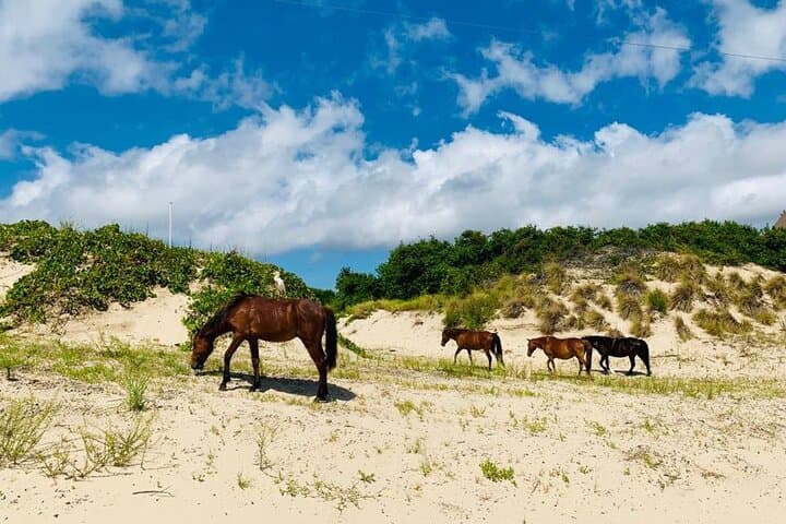 Outer Banks Wild Horse 4WD Tour: Corolla Beach Safari in 2 Hours photo 6